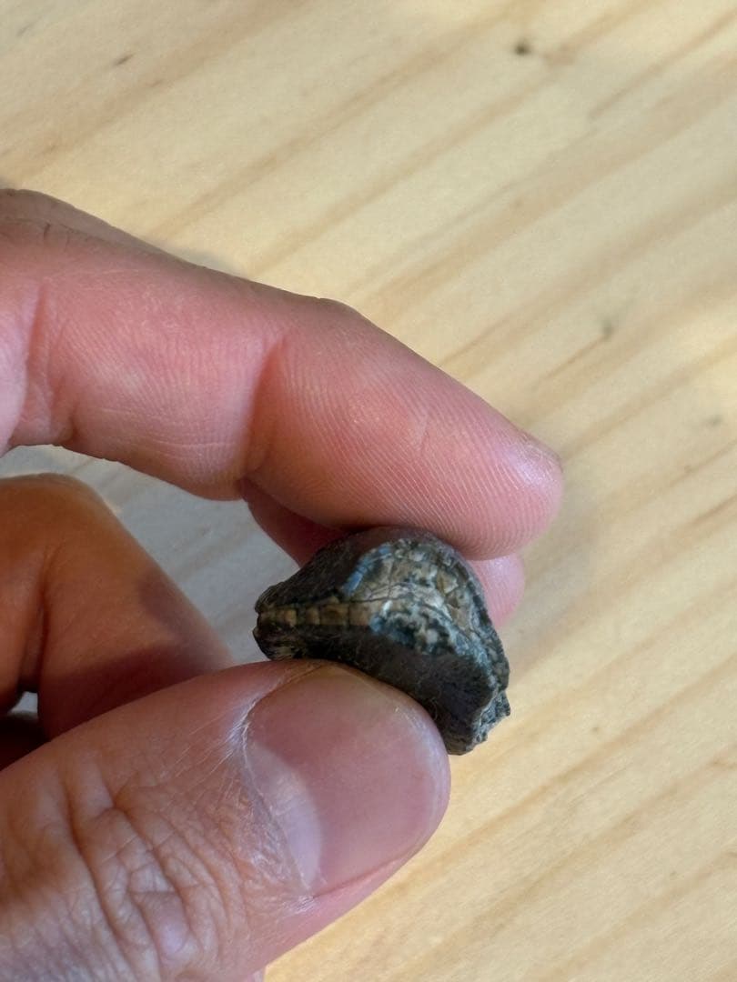 ジョバリアの歯 化石 竜脚類