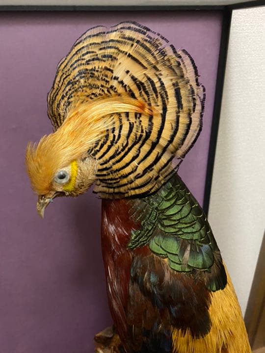 錦鶏鳥 剥製 ガラスケース付き