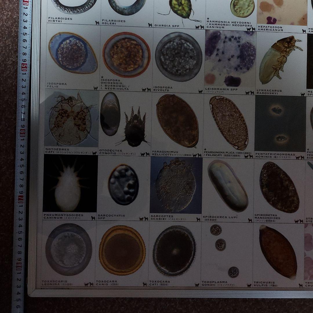 犬と猫の寄生虫図鑑 大パネル - メルカリ