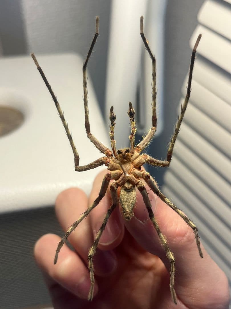 標本】グリーンハンツマン トゥルースパイダーマンティスムカデ