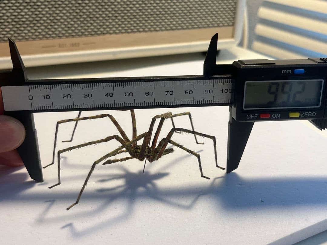 標本】グリーンハンツマン トゥルースパイダーマンティスムカデ