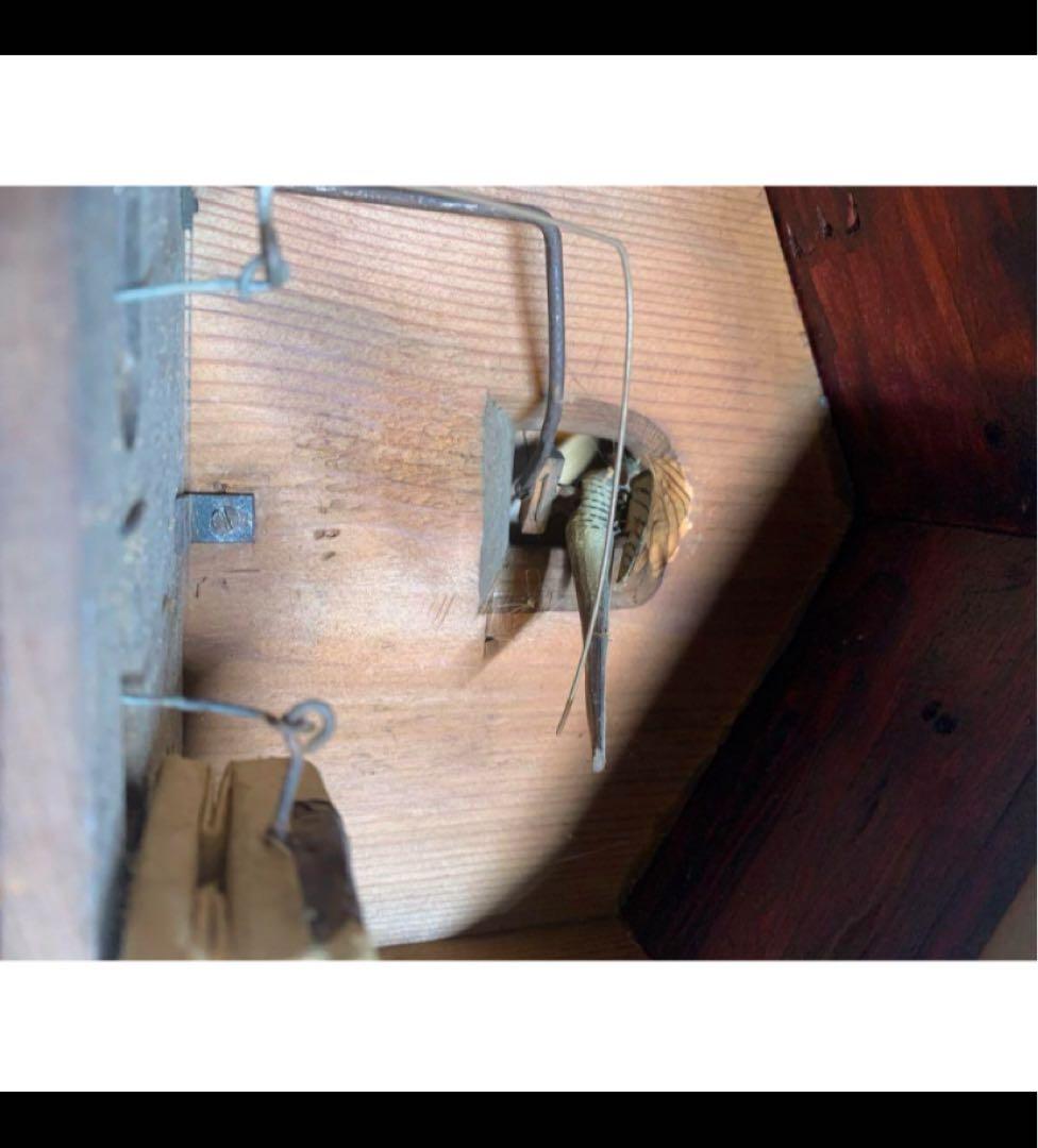 ドイツ　シュヴァルツヴァルト　鳩時計　黒い森　鳩時計