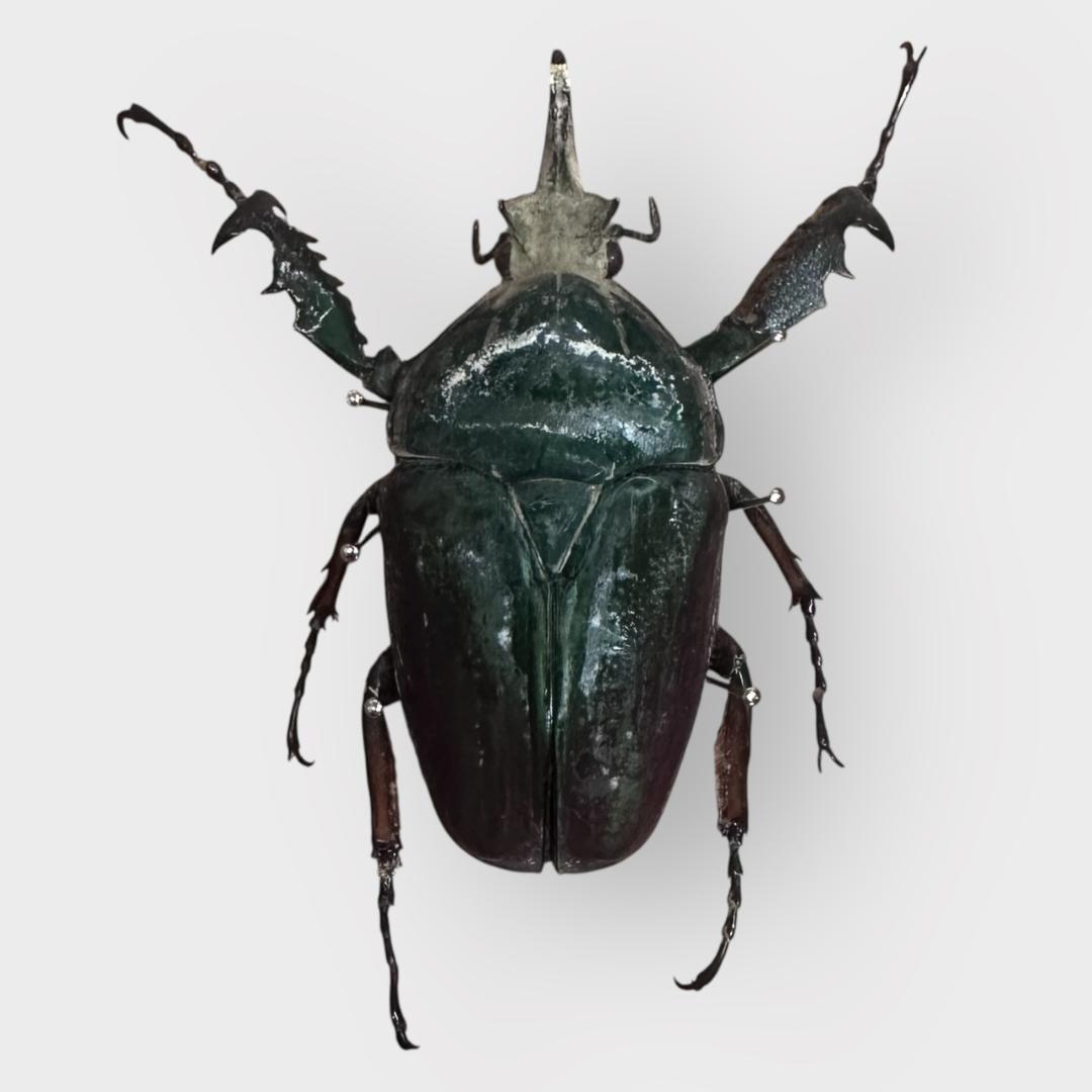 桐箱入り クビワオオツノカナブン 雄 オス 標本 ルワンダ産