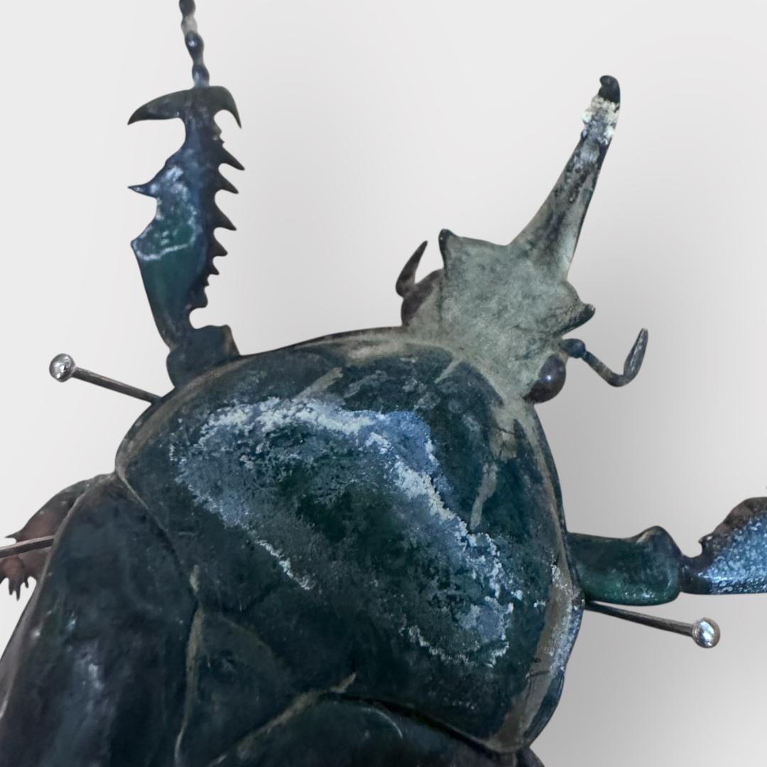 桐箱入り クビワオオツノカナブン 雄 オス 標本 ルワンダ産