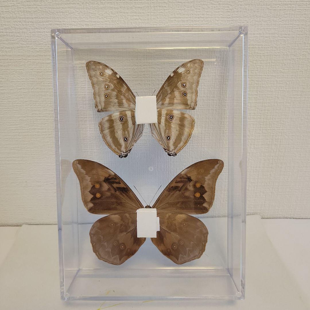 蝶の標本　ジャングルを舞う宝石の世界(珍A)