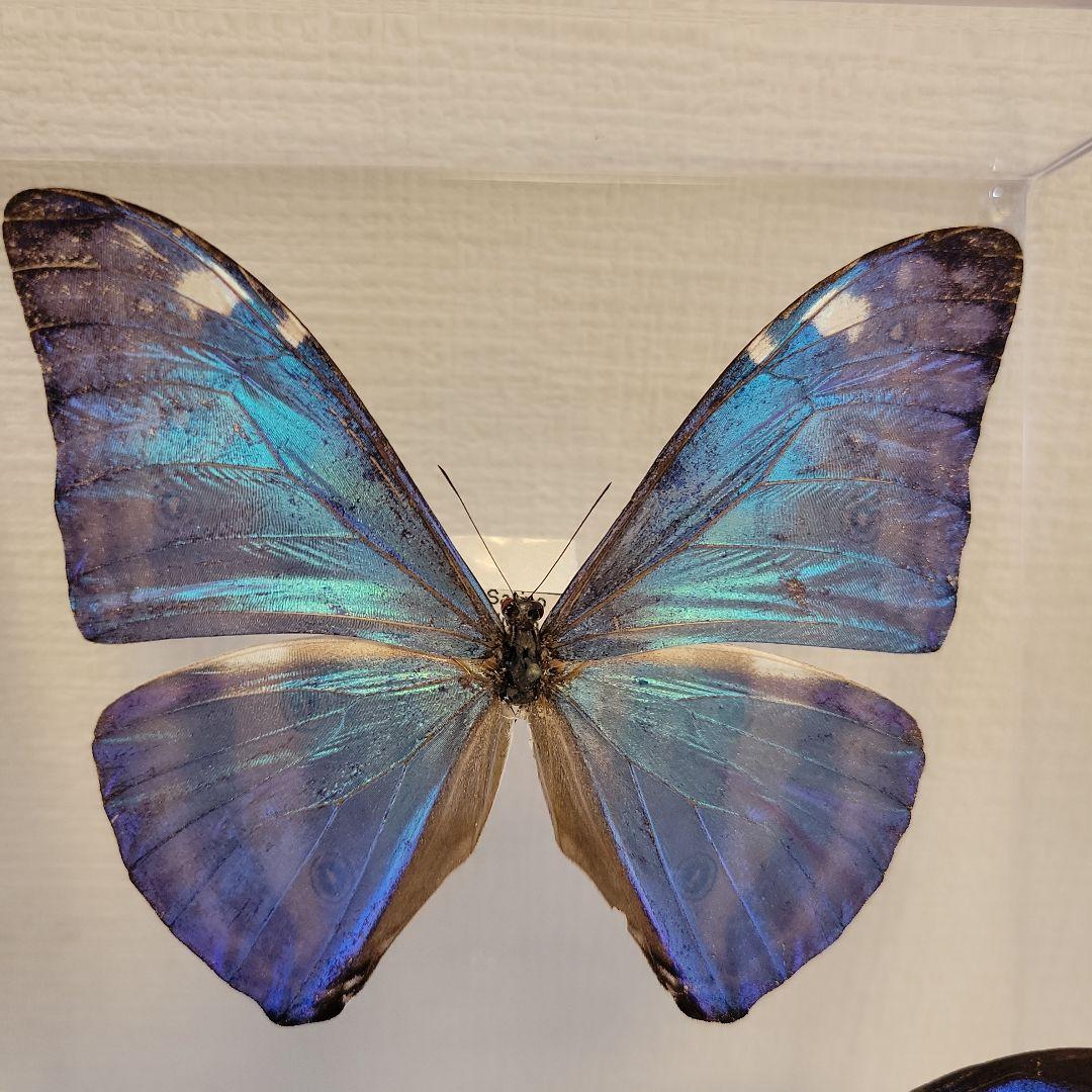 蝶の標本 ジャングルを舞う宝石の世界(珍A)