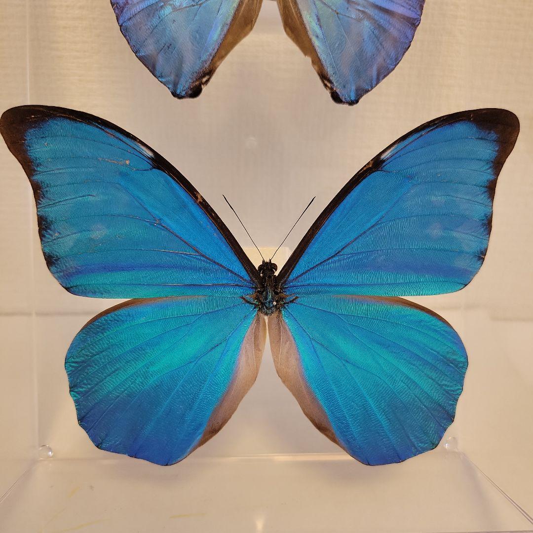 蝶の標本 ジャングルを舞う宝石の世界(珍A)