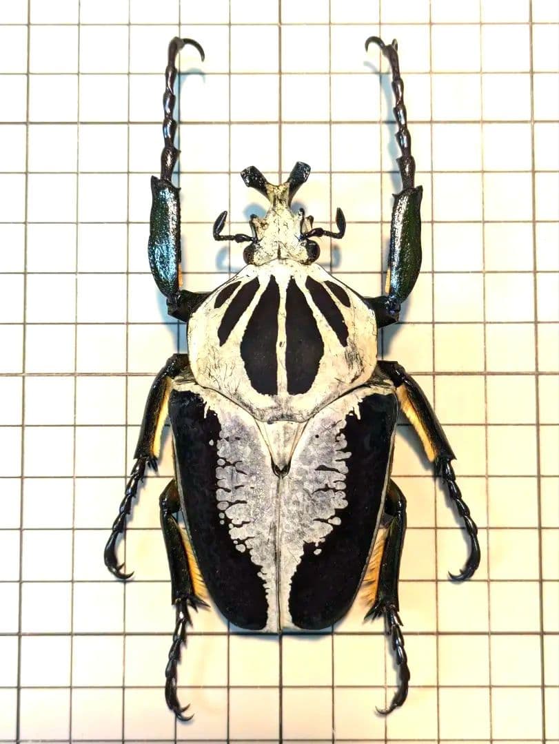 異常型】パルナシウス・アポロ・ウィスコッティ（1オス、スウェーデン産）