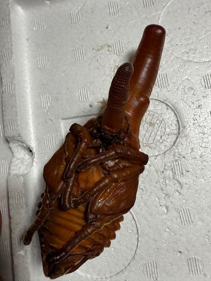 ヘラクレスオオカブト　標本 蛹　死虫　1頭 ヘラクレスヘラクレス 蛹 標本 ヘラクレスオオカブト ヘラクレス