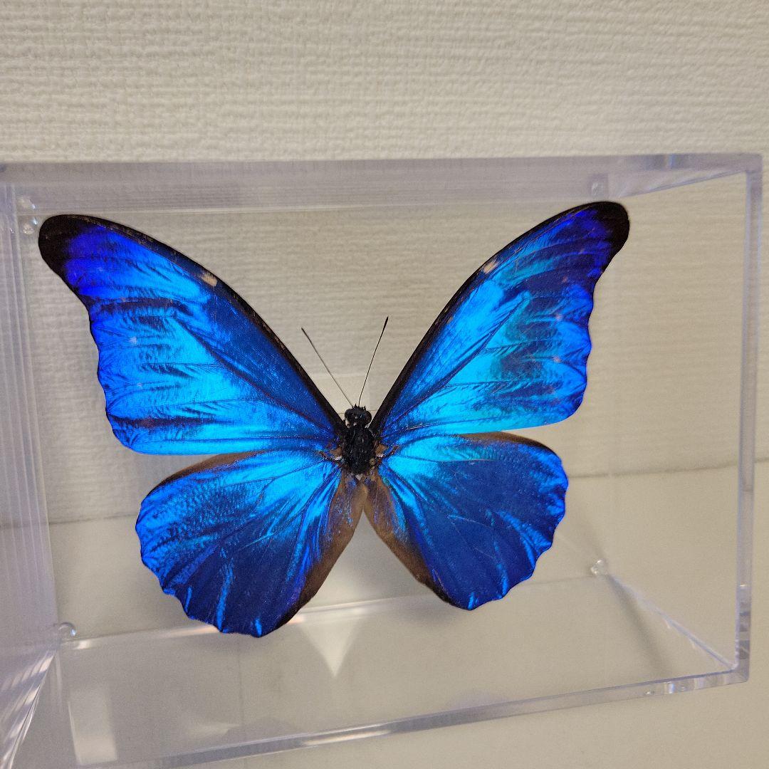 蝶の標本01seadragon16様専用熱帯ジャングルを舞う宝石(珍) - メルカリ