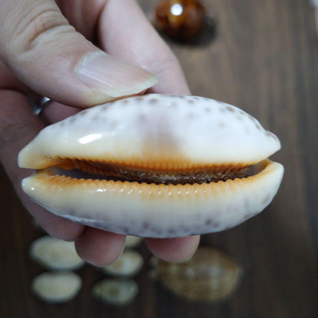 タカラガイ セット 貝殻 標本 - メルカリ