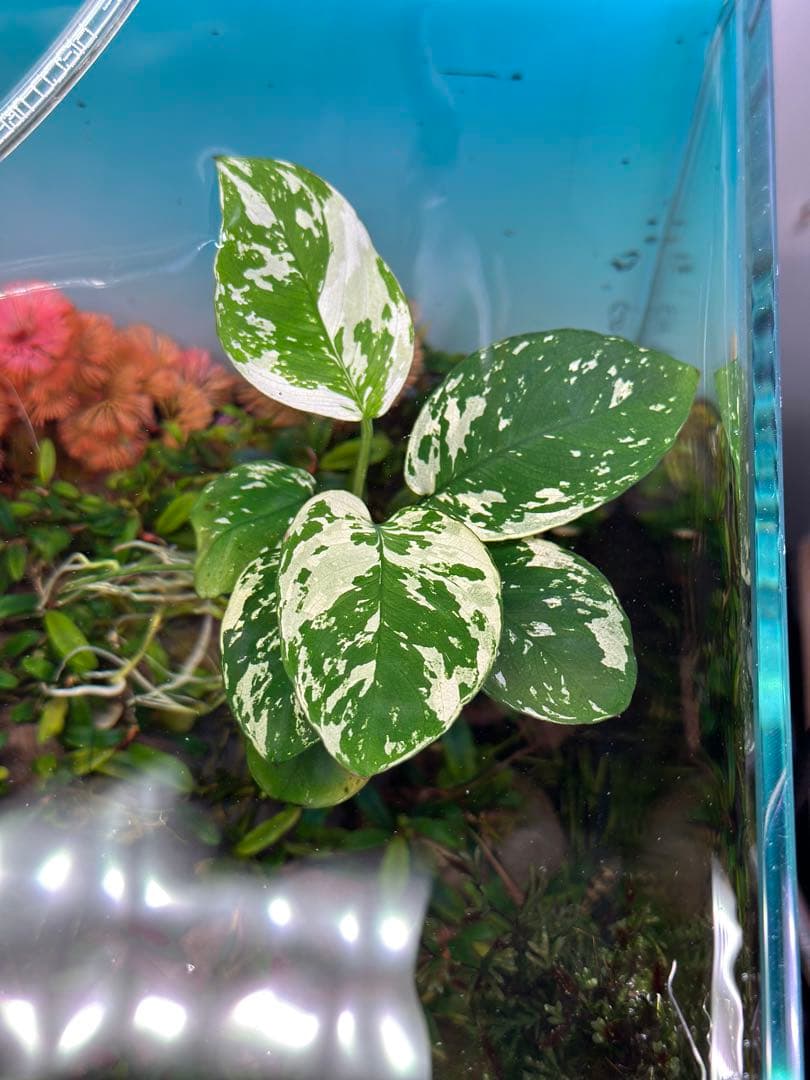 アヌビアスナナ 斑入りキング Anubias Variegated King