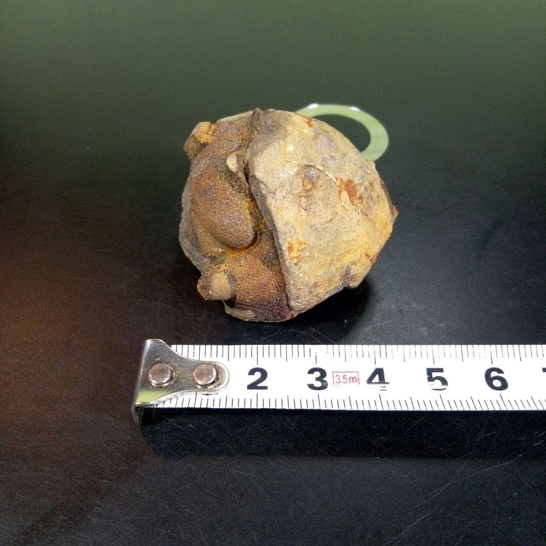 三葉虫 化石 fossil ボリビア trilobite 海生動物 三葉虫識別⑧