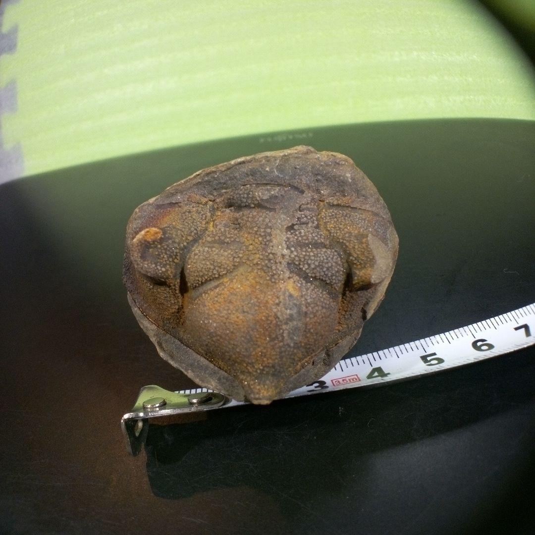 三葉虫 化石 fossil ボリビア trilobite 海生動物 三葉虫識別⑧