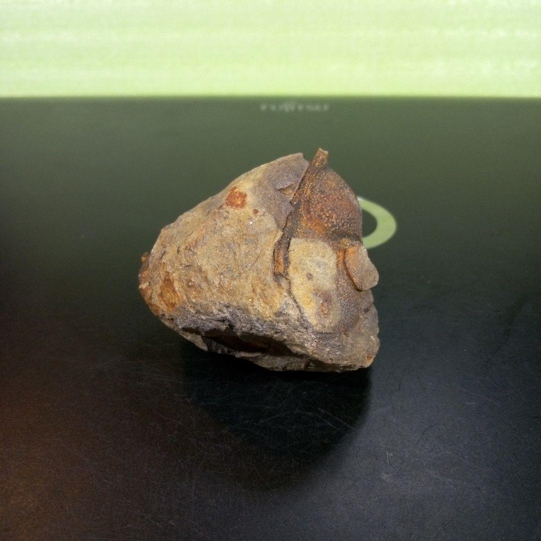 三葉虫 化石 fossil ボリビア trilobite 海生動物 三葉虫識別⑧