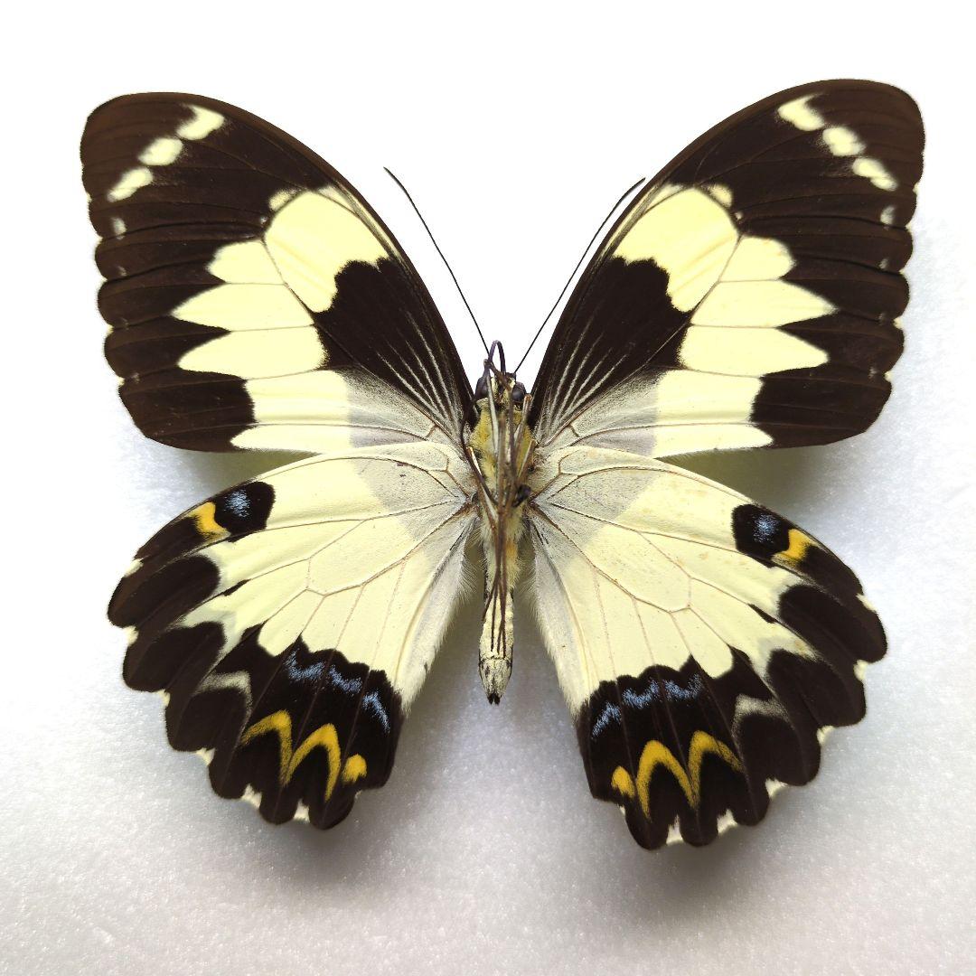 外国産蝶標本 アカメガネトリバネアゲハ（斑紋異常）A-pair ハルマヘラ