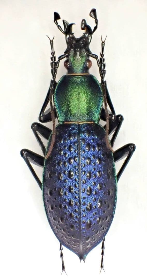 カブリモドキ飼育交雑個体