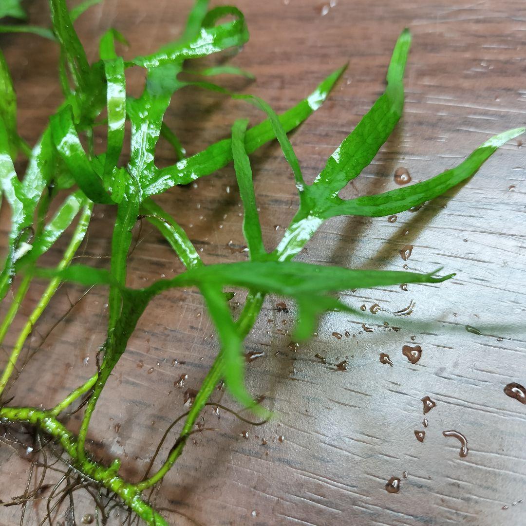 ミクロソリウム サラワク カピットウエスト - メルカリ