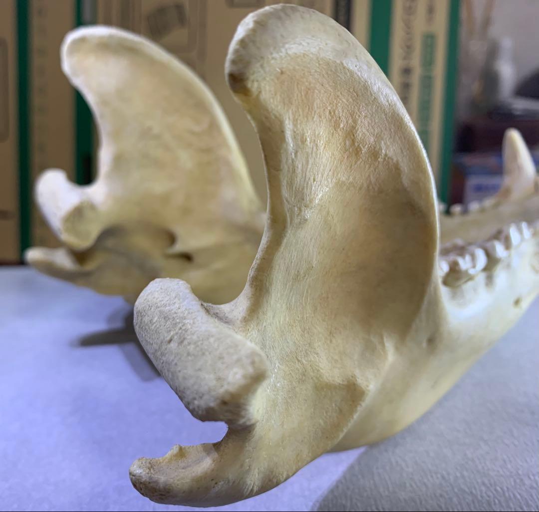 熊の牙 下顎 特大です