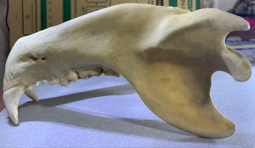 熊の牙 下顎 特大です