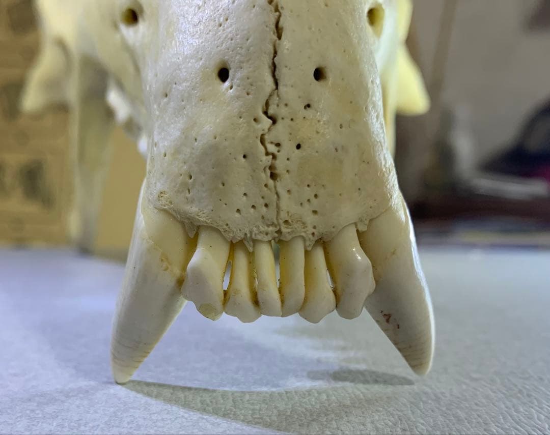 熊の牙 下顎 特大です