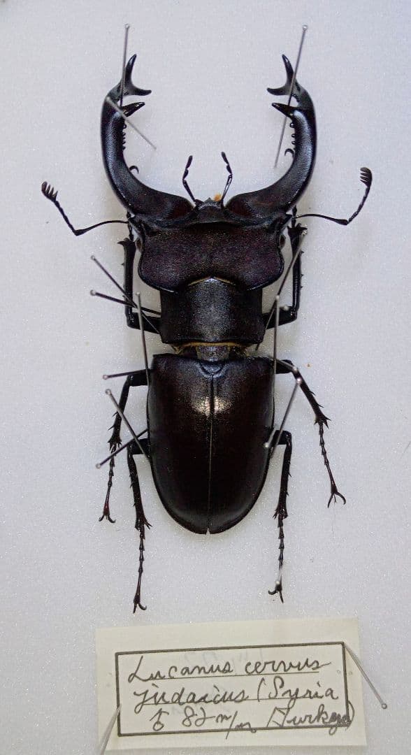 ゴライアスオオツノハナムグリ 昆虫標本 剥製 ゴライアスオオツノ