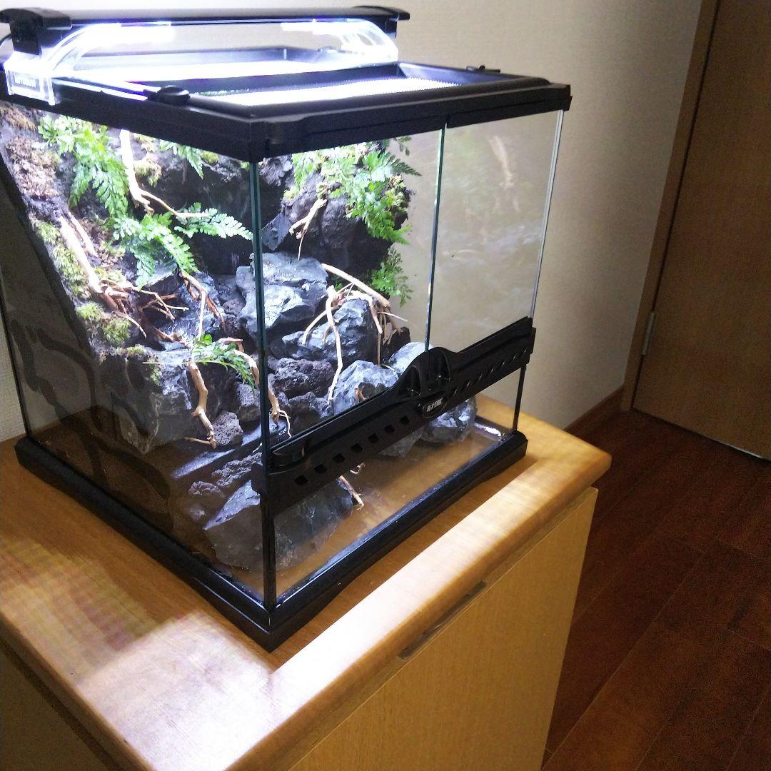 受注生産】イモリウムグラステラリウム3030苔テラリウムアクアテラリウム