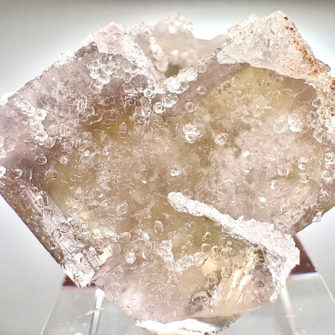 581 イギリス シェリーツインズポケット フローライト