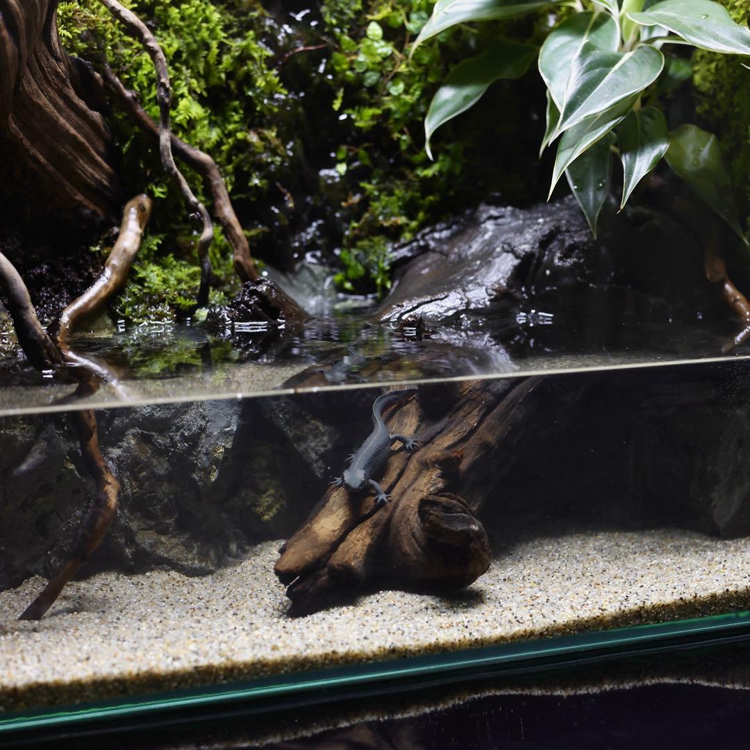 格安レイアウト水槽　イモリウム　アクアテラリウム