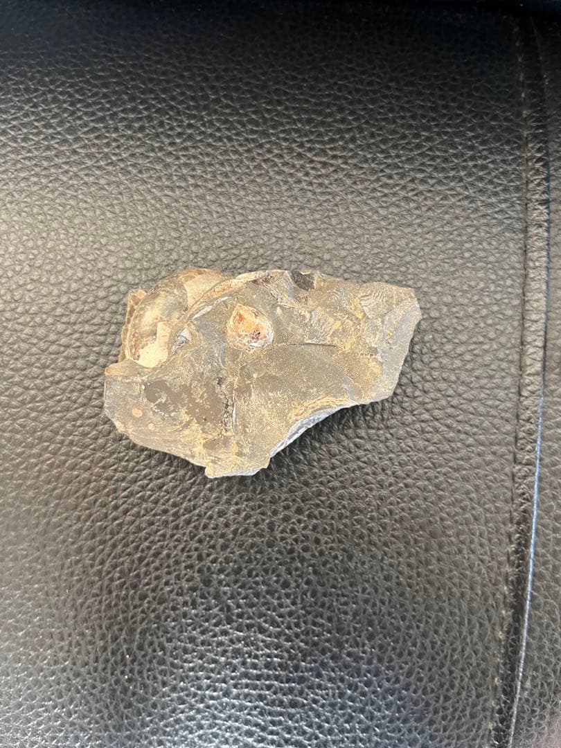 化石 7cm天然物につき個体差があり