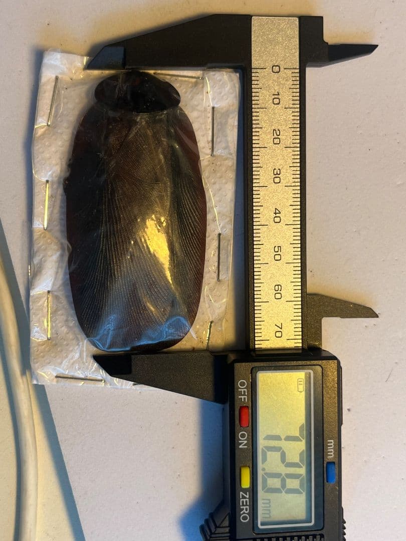 56mm】インカツノコガネ メキシコ産 昆虫標本 ハナムグリ 外国産