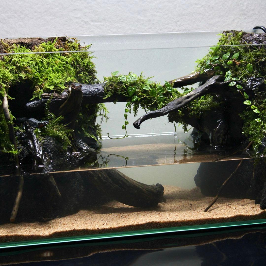 格安レイアウト水槽 テラリウム アクアテラリウム イモリウム 魚用品・水草