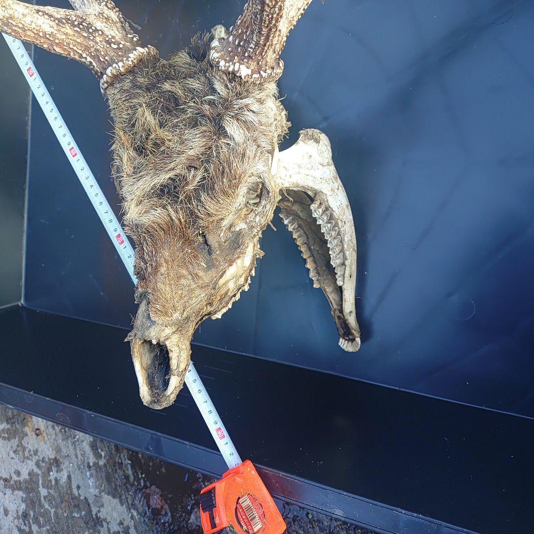 蝦夷鹿の頭骨 標本用 自然乾燥済み 毛、顎付き。珍しい