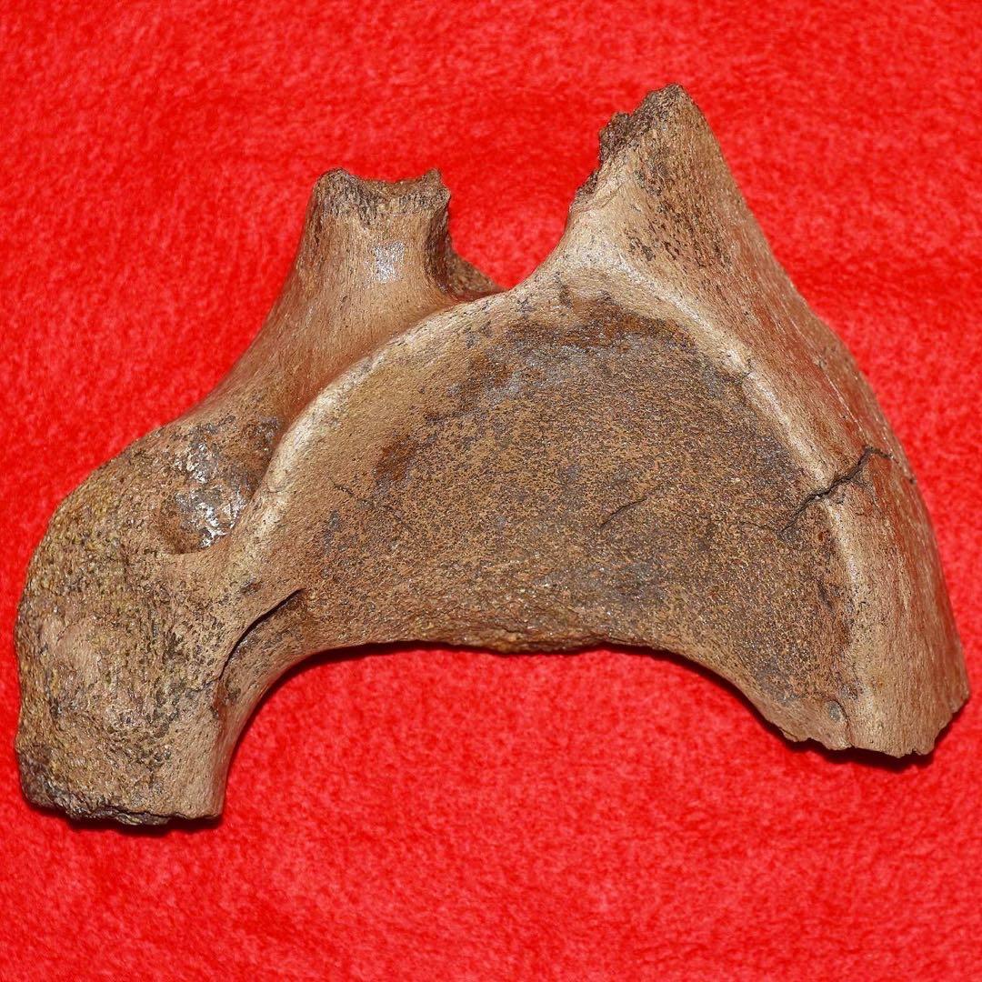 ハンガリー産 メリジオナリスゾウの環椎骨化石 ハンガリー産 メリジオナリスゾウの環椎骨化石