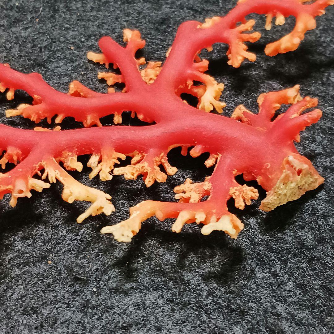 Y2678-1 国産赤珊瑚原木 血赤珊瑚 総重量28.7g 太軸 - メルカリ
