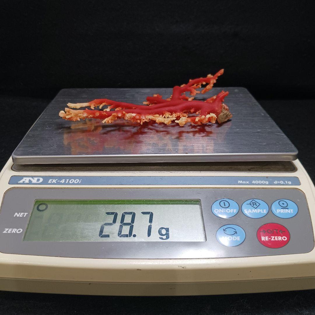 Y2678-1 国産赤珊瑚原木 血赤珊瑚 総重量28.7g 太軸 - メルカリ