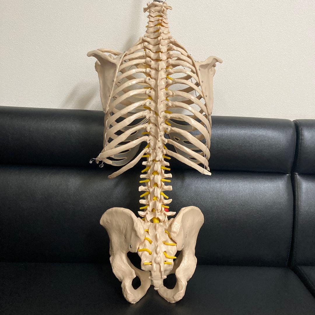 人体模型 骨格モデル 約80cm！カイロ！整体！ エステ！オステ！鍼灸！医療！