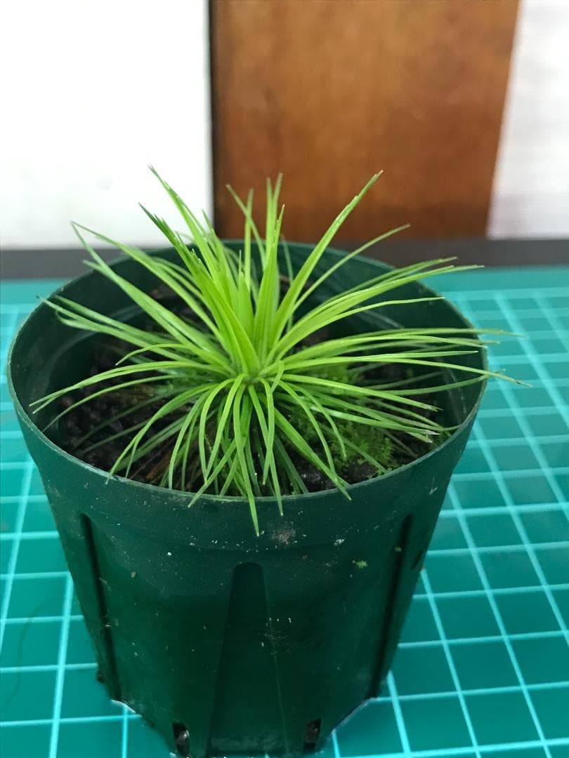 ☆　美種！ 珍種！ ホシクサspペドラ産　水上育成株　☆