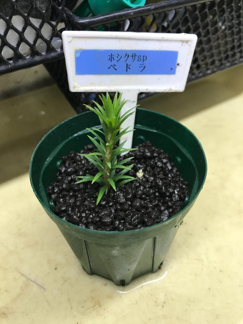 ☆　美種！ 珍種！ ホシクサspペドラ産　水上育成株　☆