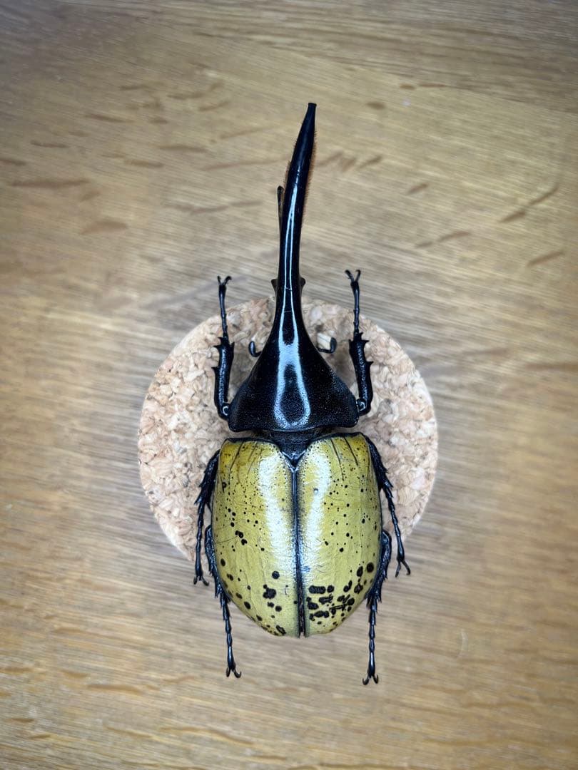 モリシマイ　ヘラクレス　標本　115ミリ