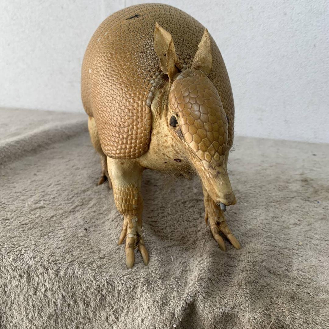希少！ アルマジロ 剥製 希少動物 珍品 XZ4035 - メルカリ