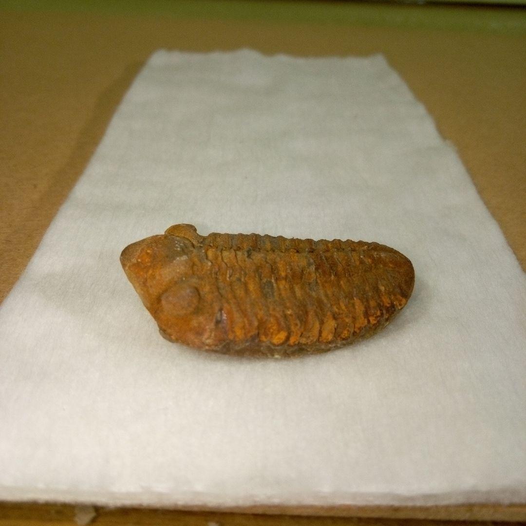 三葉虫 化石 三葉虫化石 究極のレトロ fossil ボリビア産 化石管理番号