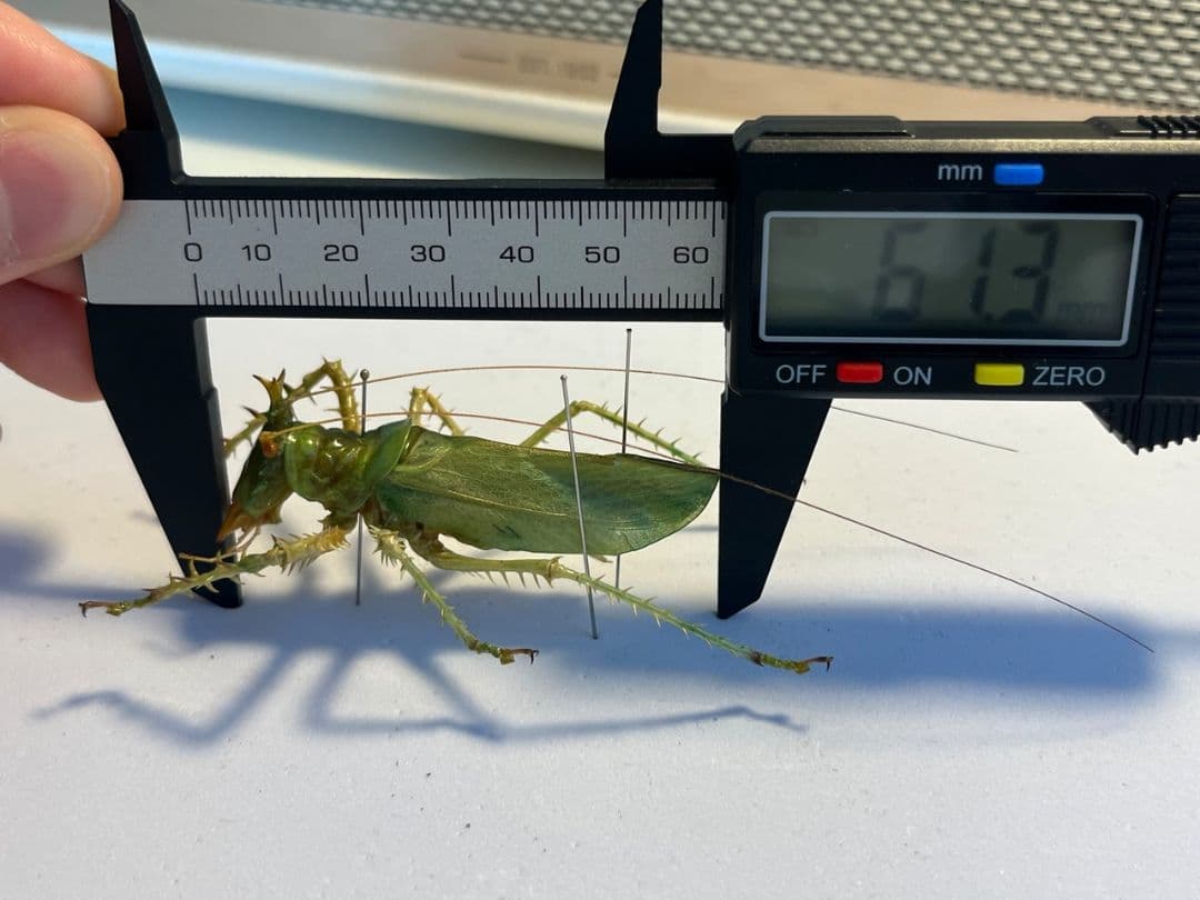 色残抜群】トゲアクマツユムシ リオック 直翅類 カマキリ マンティス 標本