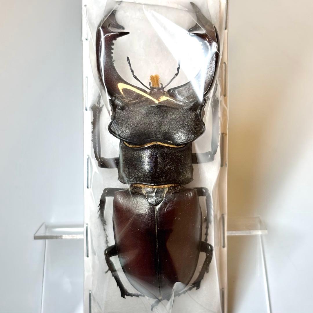 ホンジュラス産 ストラーセンキンイロコガネ 24mmの通販はau PAY