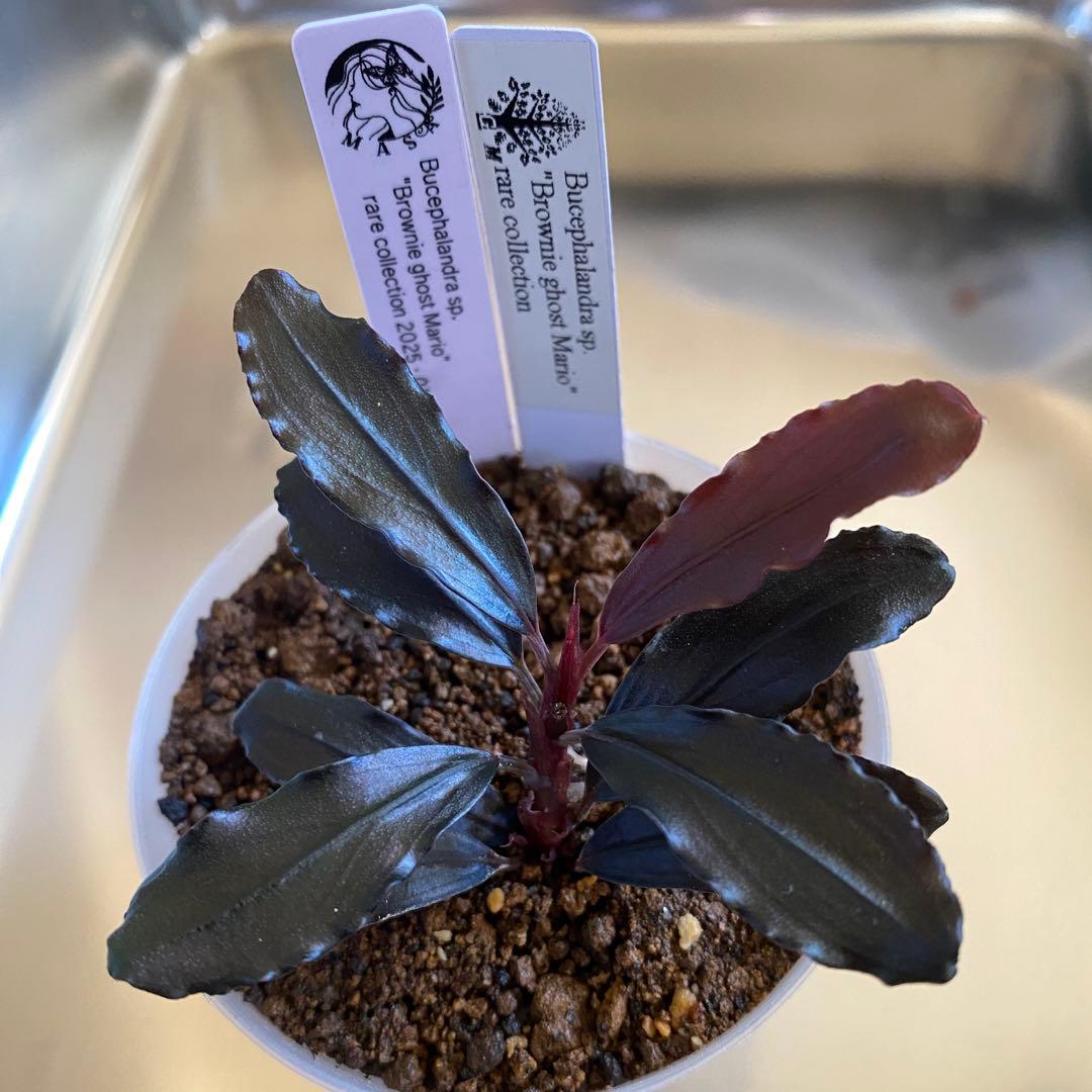 水草 Bucephalandra sp. Brownie ghost Mario Bucephalandra Brownie Ghost Pale Veins Subtle Color | Aquatic Motiv