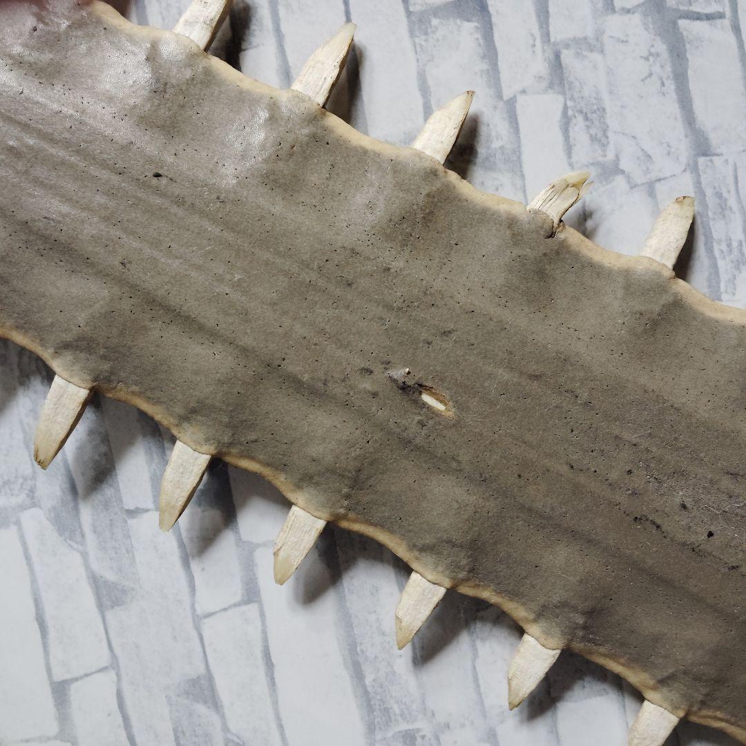 超希少・特大80cm】ノコギリギス 吻 剥製 ブラジル ノコギリザメ 天然