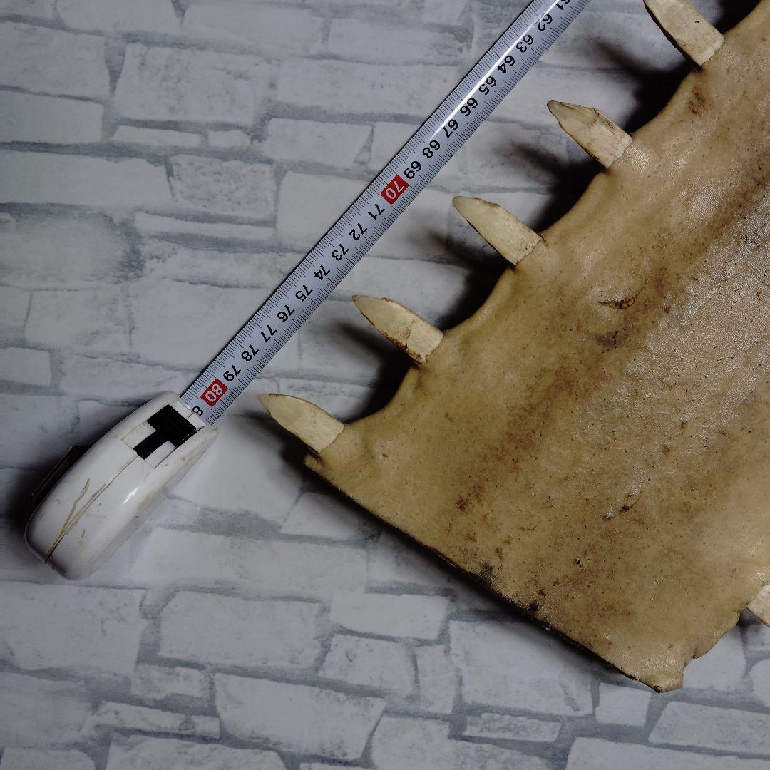 超希少・特大80cm】ノコギリギス 吻 剥製 ブラジル ノコギリザメ 天然