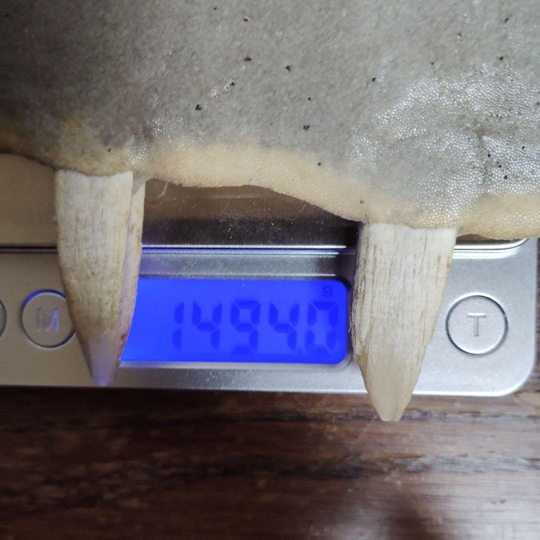 超希少・特大80cm】ノコギリギス 吻 剥製 ブラジル ノコギリザメ 天然