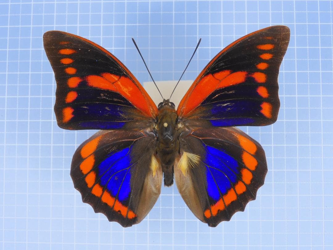 東京都八王子市産 ギフチョウ