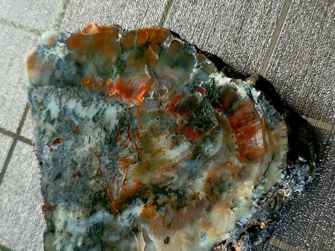 化石『恐竜の糞化石』コプロライト 希少 標本 稀石 生痕 草食恐竜 瑪瑙化